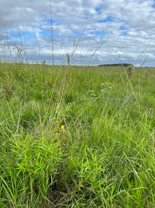 Las abejas y su miel.